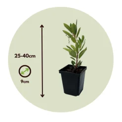 PLANT IN A BOX - Fruits de l'arbousier - set de 6 - arbutus 'unedo' - hauteur 25-40cm - ⌀9cm