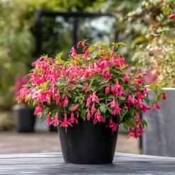 PLANT IN A BOX - Fuchsia pleureur - set de 6 - fuchsia magellanica - hauteur 10-20cm - ⌀9cm