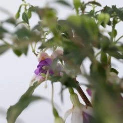 PLANT IN A BOX - Fuchsia pleureur - set de 6 - fuchsia magellanica - hauteur 10-20cm - ⌀9cm