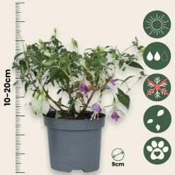 PLANT IN A BOX - Fuchsia pleureur - set de 6 - fuchsia magellanica - hauteur 10-20cm - ⌀9cm