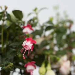 PLANT IN A BOX - Fuchsia pleureur - set de 3 - fuchsia magellanica - hauteur 10-20cm - ⌀9cm