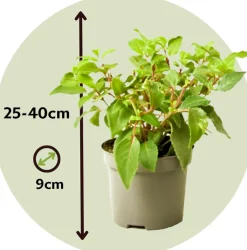 PLANT IN A BOX - Fuchsia pleureur - set de 3 - fuchsia magellanica - hauteur 10-20cm - ⌀9cm