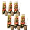 PLANT IN A BOX - Grenadier - set de 6 - punica granatum - hauteur 25-40cm - ⌀9cm