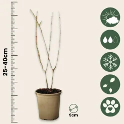 PLANT IN A BOX - Grenadier - set de 6 - punica granatum - hauteur 25-40cm - ⌀9cm
