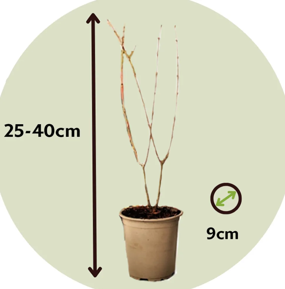 PLANT IN A BOX - Grenadier - set de 6 - punica granatum - hauteur 25-40cm - ⌀9cm