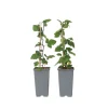 PLANT IN A BOX - Groseillier à grappes - set de 2 - ribes rubrum - hauteur 50-60cm - ⌀15cm