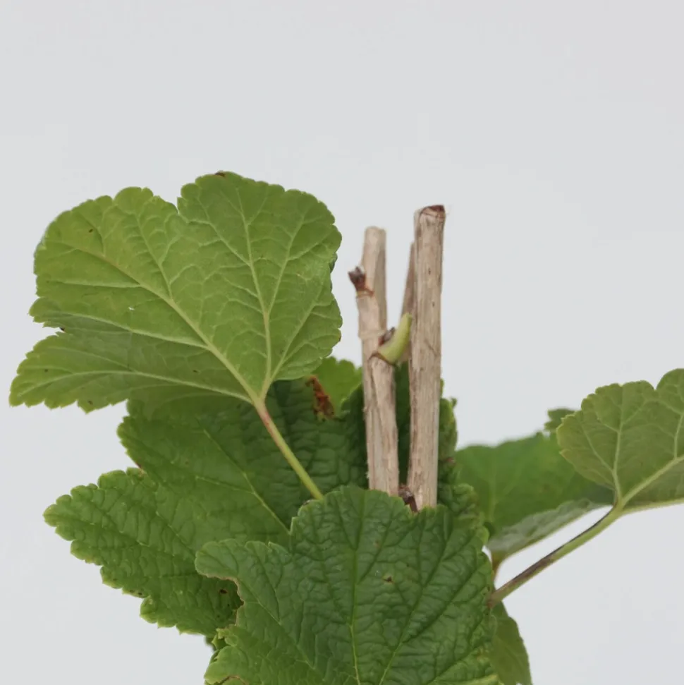 PLANT IN A BOX - Groseillier à grappes - set de 2 - ribes rubrum - hauteur 50-60cm - ⌀15cm