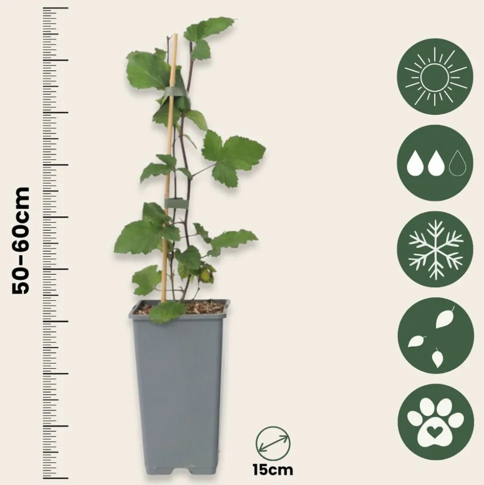 PLANT IN A BOX - Groseillier à grappes - set de 2 - ribes rubrum - hauteur 50-60cm - ⌀15cm