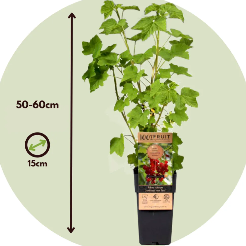 PLANT IN A BOX - Groseillier à grappes - set de 2 - ribes rubrum - hauteur 50-60cm - ⌀15cm