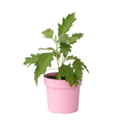 PLANT IN A BOX - Hortensia - hydrangea paniculata 'ice crystal' - hauteur 25-40cm - ⌀19cm