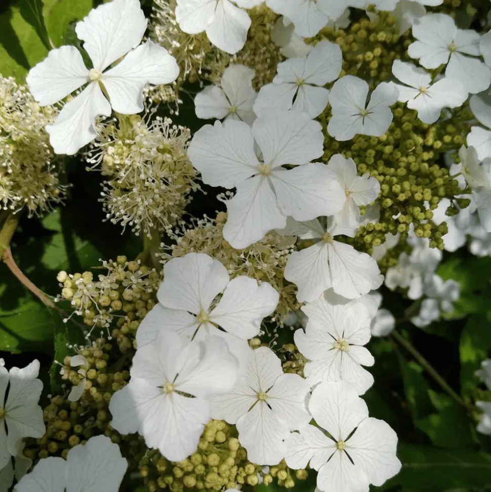 PLANT IN A BOX - Hortensia - hydrangea paniculata 'ice crystal' - hauteur 25-40cm - ⌀19cm