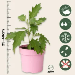 PLANT IN A BOX - Hortensia - hydrangea paniculata 'ice crystal' - hauteur 25-40cm - ⌀19cm