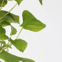 PLANT IN A BOX - Hortensia - set de 2 - hydrangea anomale petiolaris - hauteur 60-70cm - ⌀15cm