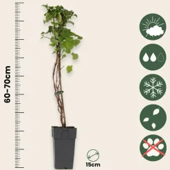 PLANT IN A BOX - Hortensia - set de 2 - hydrangea anomale petiolaris - hauteur 60-70cm - ⌀15cm