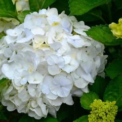 PLANT IN A BOX - Hortensia - set de 6 - hydrangea macrophylla 'wudu' - hauteur 25-40cm - ⌀9cm