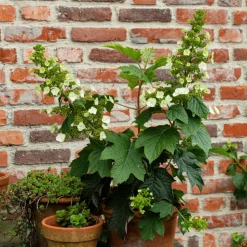PLANT IN A BOX - Hortensia - set de 2 - hydrangea 'toy soldier' - hauteur 25-40cm - ⌀19cm
