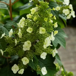 PLANT IN A BOX - Hortensia - set de 2 - hydrangea 'toy soldier' - hauteur 25-40cm - ⌀19cm