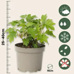 PLANT IN A BOX - Hortensia - set de 2 - hydrangea 'toy soldier' - hauteur 25-40cm - ⌀19cm