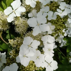 PLANT IN A BOX - Hortensia - set de 2 - hydrangea 'ice crystal' - hauteur 25-40cm - ⌀19cm
