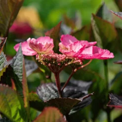 PLANT IN A BOX - Hortensia - set de 2 - hydrangea 'dare devil' - hauteur 25-40cm - ⌀19cm