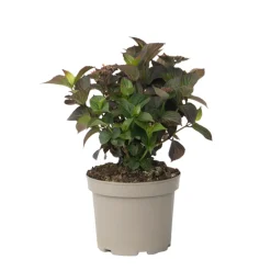 PLANT IN A BOX - Hortensia - hydrangea paniculata 'dare devil' - hauteur 25-40cm - ⌀19cm