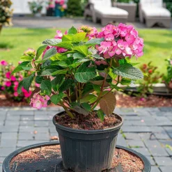 PLANT IN A BOX - Hortensia - hydrangea paniculata 'dare devil' - hauteur 25-40cm - ⌀19cm