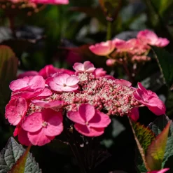 PLANT IN A BOX - Hortensia - hydrangea paniculata 'dare devil' - hauteur 25-40cm - ⌀19cm