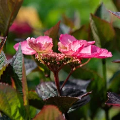PLANT IN A BOX - Hortensia - hydrangea paniculata 'dare devil' - hauteur 25-40cm - ⌀19cm