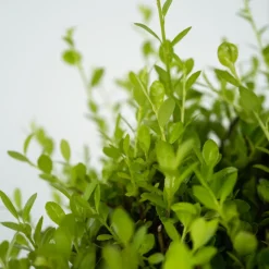 PLANT IN A BOX - Houx crenelé - set de 12 - ilex crenata 'jenny' - hauteur 10-20cm - ⌀9cm
