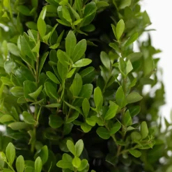 PLANT IN A BOX - Houx crenelé - set de 12 - ilex crenata 'jenny' - hauteur 10-20cm - ⌀9cm