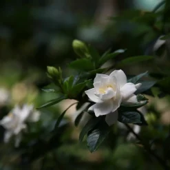 PLANT IN A BOX - Jasmin du cap - set de 4 - gardenia jasminoides - hauteur 20-30cm - ⌀13cm