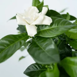 PLANT IN A BOX - Jasmin du cap - gardenia jasminoides - hauteur 20-30cm - ⌀13cm