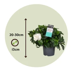 PLANT IN A BOX - Jasmin du cap - gardenia jasminoides - hauteur 20-30cm - ⌀13cm