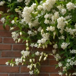 PLANT IN A BOX - Jasmin étoilé - trachelospermum jasminoides - hauteur 110-120cm - ⌀17cm