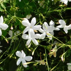 PLANT IN A BOX - Jasmin étoilé - trachelospermum jasminoides - hauteur 110-120cm - ⌀17cm