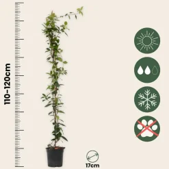 PLANT IN A BOX - Jasmin étoilé - trachelospermum jasminoides - hauteur 110-120cm - ⌀17cm