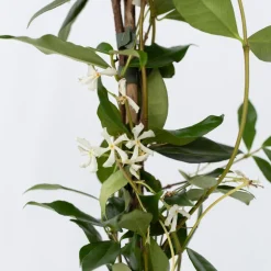 PLANT IN A BOX - Jasmin étoilé - set de 2 - trachelospermum jasminoides - h110-120cm - ⌀17cm