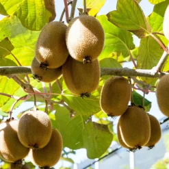 PLANT IN A BOX - Kiwi - set de 6 - actinidia deliciosa 'jenny' - hauteur 20-40cm - ⌀9cm