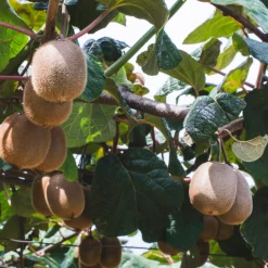 PLANT IN A BOX - Kiwi - set de 6 - actinidia deliciosa 'jenny' - hauteur 20-40cm - ⌀9cm