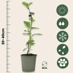 PLANT IN A BOX - Kiwi - set de 6 - actinidia deliciosa 'jenny' - hauteur 20-40cm - ⌀9cm