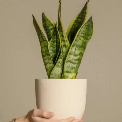 PLANT IN A BOX - Langue de belle-mère - set de 3 - sansevieria 'superba' - h35-40cm - ⌀12cm
