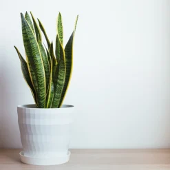 PLANT IN A BOX - Langue de belle-mère - sansevieria trifasciata laurentii - h40-50cm - ⌀14cm