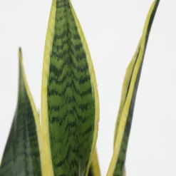 PLANT IN A BOX - Langue de belle-mère - sansevieria trifasciata laurentii - h40-50cm - ⌀14cm