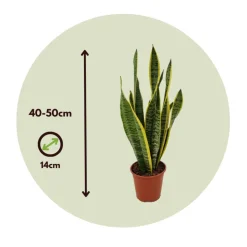 PLANT IN A BOX - Langue de belle-mère - sansevieria trifasciata laurentii - h40-50cm - ⌀14cm