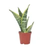 PLANT IN A BOX - Langue de belle-mère - sanseviera 'futura superba' - hauteur 35-40cm - ⌀12cm