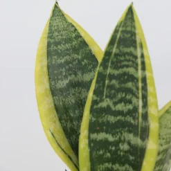 PLANT IN A BOX - Langue de belle-mère - sanseviera 'futura superba' - hauteur 35-40cm - ⌀12cm