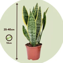 PLANT IN A BOX - Langue de belle-mère - sanseviera 'futura superba' - hauteur 35-40cm - ⌀12cm