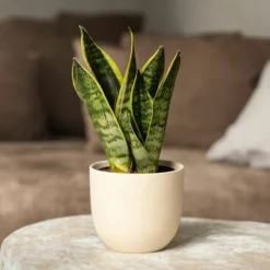 PLANT IN A BOX - Langue de belle-mère - set de 4 - sansevieria 'superba' - h35-40cm - ⌀12cm