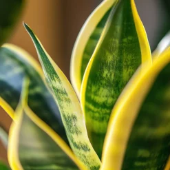 PLANT IN A BOX - Langue de belle-mère - sansevieria trifasciata laurentii - h65-75cm - ⌀21cm