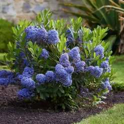 PLANT IN A BOX - Lilas de californie - ceanothus thyrsiflorus repens - hauteur 60-70cm - ⌀17cm